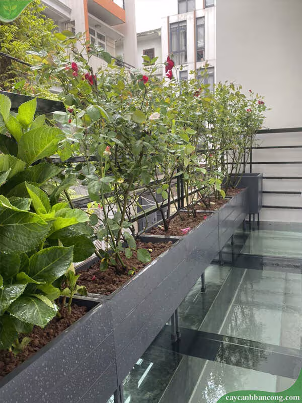 Lắp chậu cây ban công
