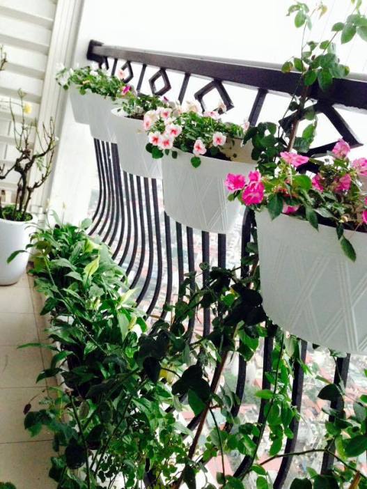Lắp giàn cây leo ban công