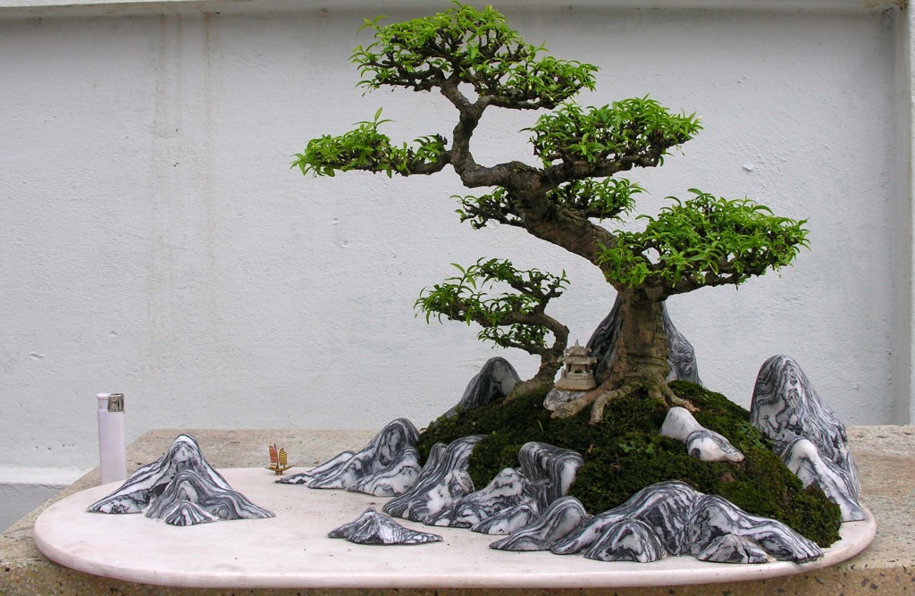 Thi công tiểu cảnh bonsai