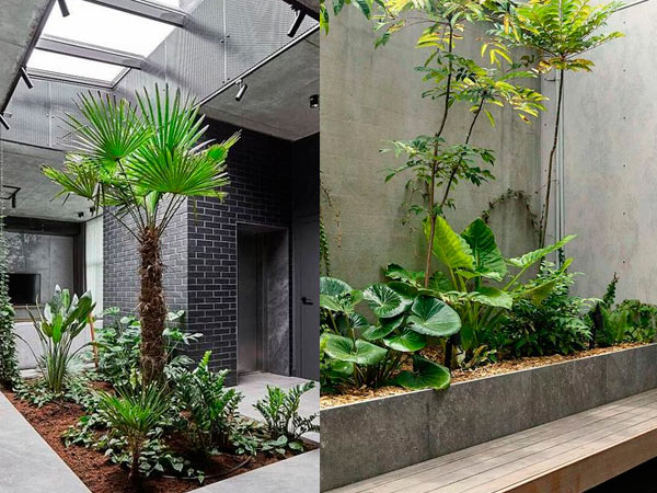 Trồng cây tiểu cảnh