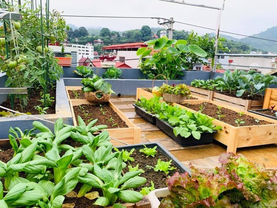 Làm vườn sân thượng
