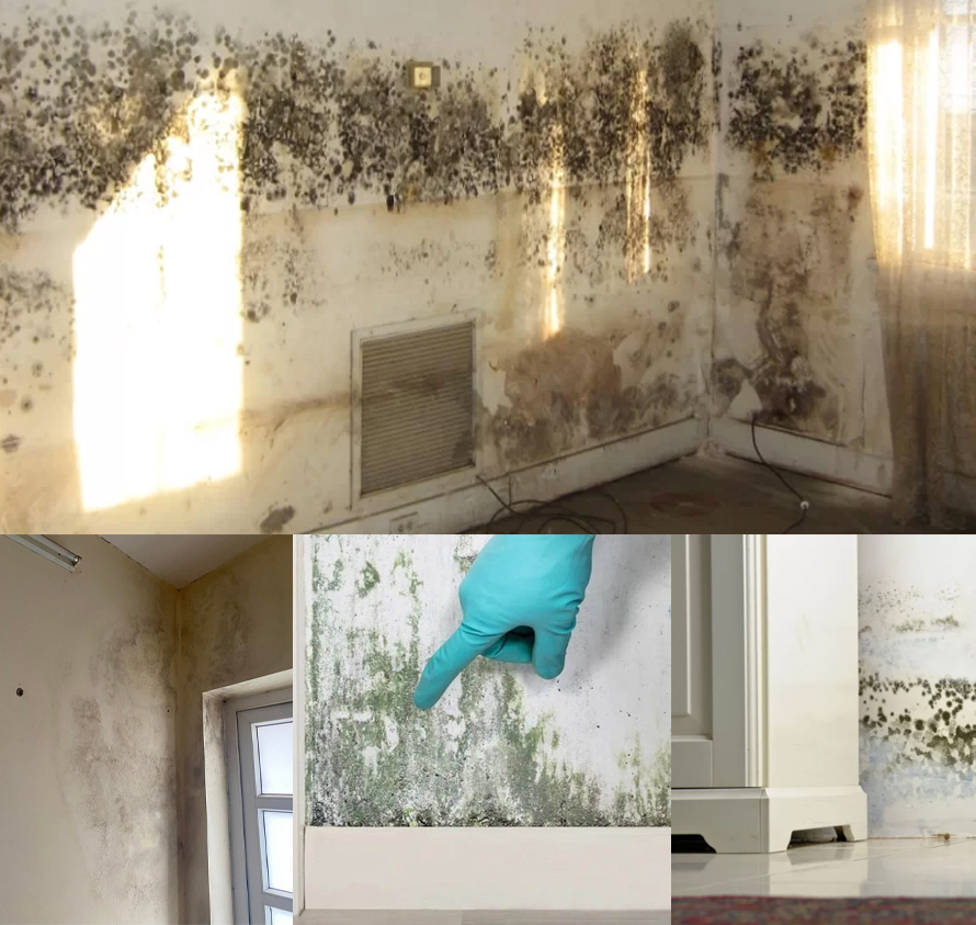 Xử lý tường bị ẩm mốc